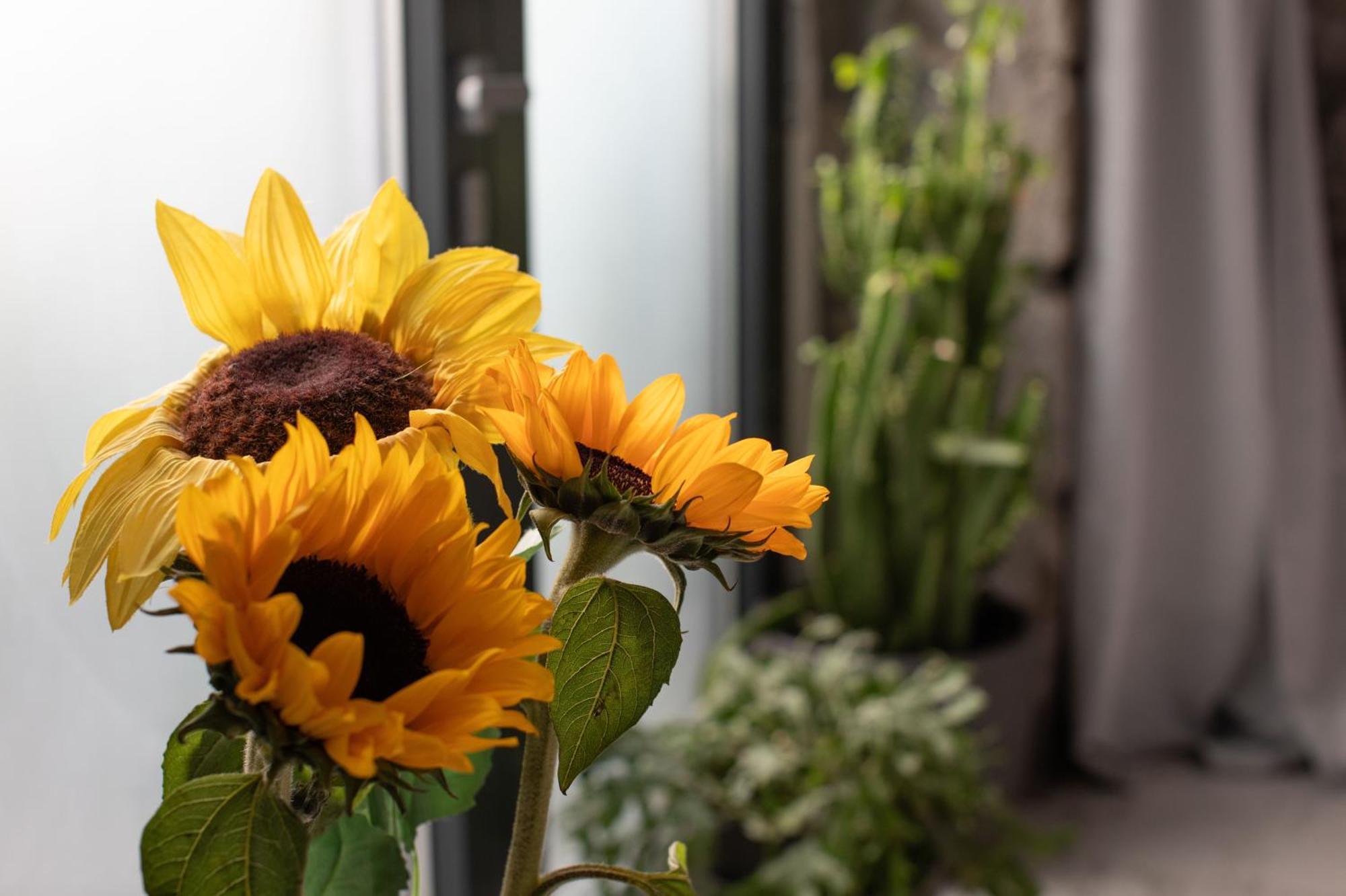 Artspace Location-opatija-3 Bedroom House With Rooftop Garden By * Opatija